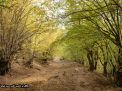 گزارش تصویری از فصل پاییز در جنگل ابر شاهرود